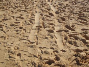 Sand with tracks from Beach Cart Sand with tracks from Beach Cart